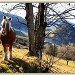 Cheval